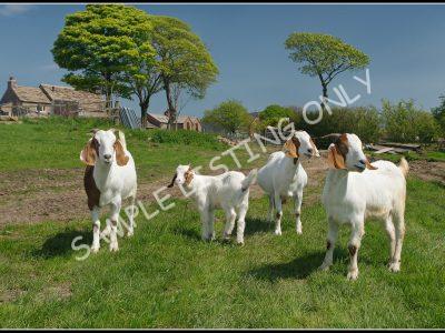 Djiboutiian Live Boer Goats