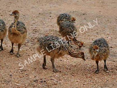 Djibouti Ostrich Chicks