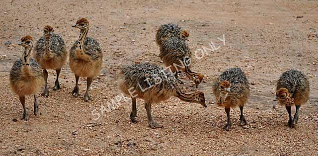 Djibouti Ostrich Chicks