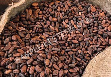 Djibouti Cocoa Beans