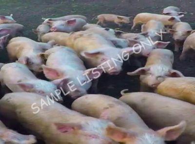 Djibouti Healthy Pigs