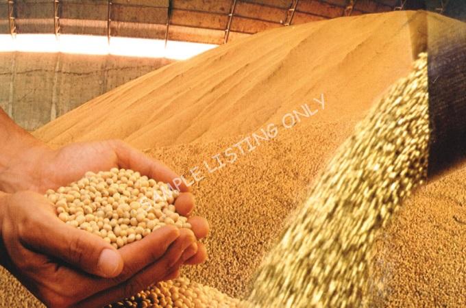 Fresh Dry Djibouti Soya Beans