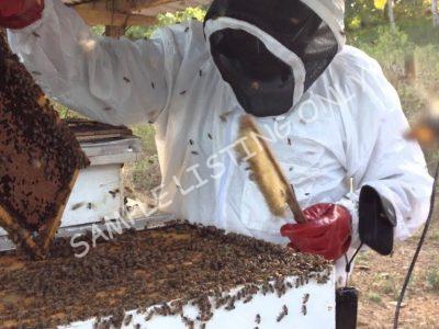 Sweet Djibouti Honey