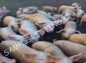 Djibouti Healthy Pigs