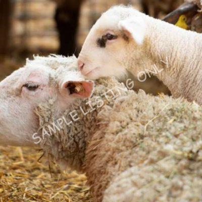 Healthy Djibouti Sheep